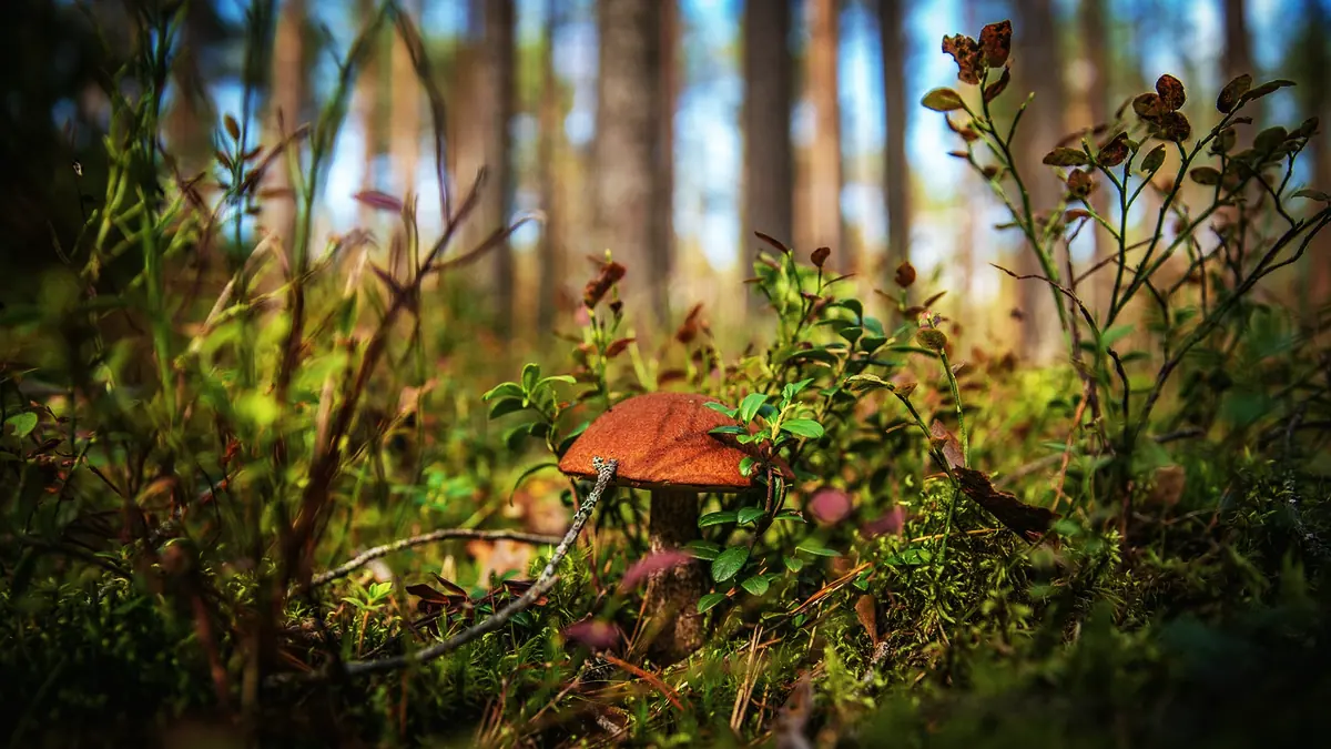 En brun soppsvamp växer bland blåbärsris i en tallskog.