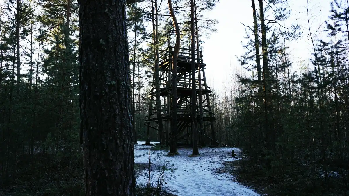 Ett högt jakttorn i trä mellan tallar i en snöig skog.
