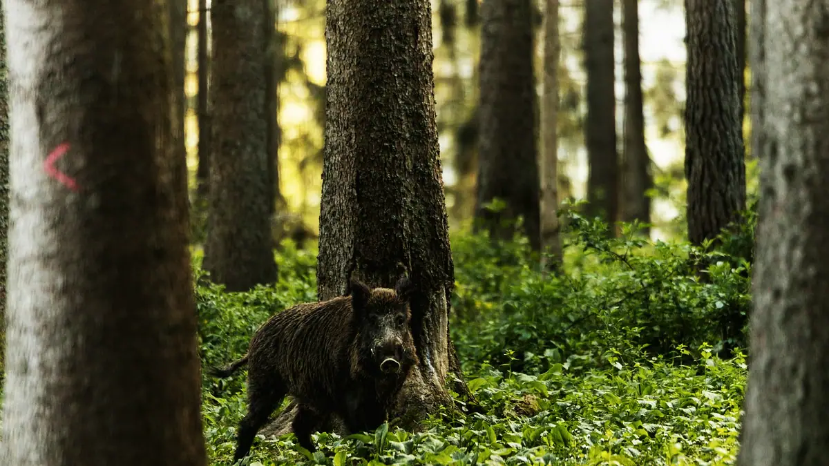 Ett ensamt vildsvin står mellan grova granstammar i en ljus skog.